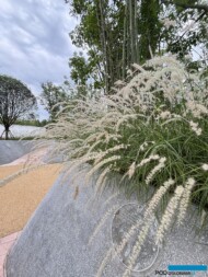 International Horticultural Exhibition 2024 Chengdu_Pennisetum orientale_fot. A. Cecot