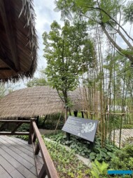 International Horticultural Exhibition 2024 Chengdu_Aesculus chinensis_fot. A. Cecot