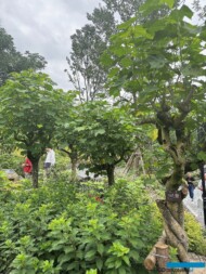 International Horticultural Exhibition 2024 Chengdu_ChengduGarden_Hibiscus-mutabilis_fot. A-Cecot