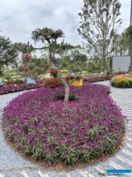 International Horticultural Exhibition 2024 Chengdu_SakataGarden_Gomphrena Ping Pong Purple_fot. A. Cecot