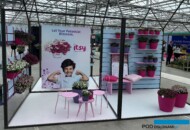 Kącik poświęcony odpornej, drobnokwiatowej grupie petunii Itsy w firmie Syngenta Flowers _FlowerTrials 2024_fot. A-Cecot