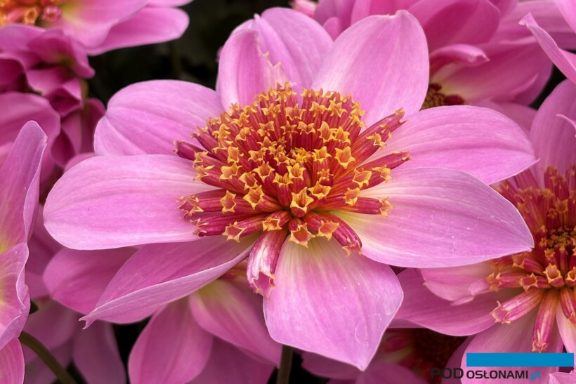 Dalia (Dahlia)Dalina Maxi Starburst Pink o ciekawych anemonowych kwiatostanach została wyróżniona w tym roku nagrodą FleuroStar, fot. A. Cecot