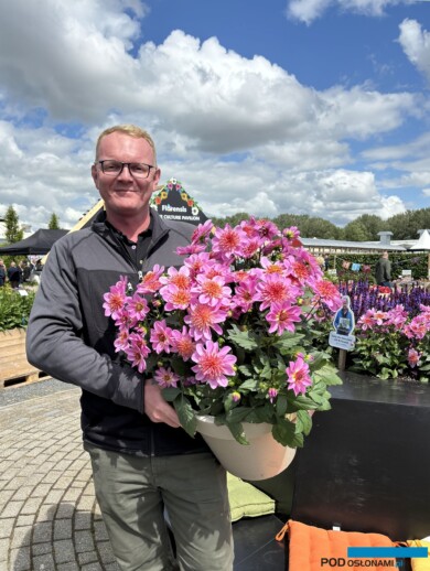 Mariusz Federowicz podczas FlowerTrials w firmie Florensis w Hendrik-Ido-Ambacht (Holandia) prezentuje dalię Dalina Maxi Starburst Pink jako jeden z wyróżniających się produktów tegorocznych pokazów (fot. A. Cecot)