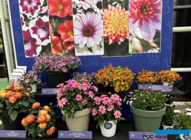 Konkursowy kącik z roślinami - kandydatkami do nagrody FleuroStar 2024/25 - w jednej z lokalizacji FlowerTrials w Holandii (fot. A. Cecot)