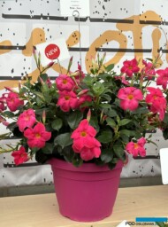 Mandevilla Brasileira Rose_Lazzeri_FlowerTrials 2024_fot. A-Cecot