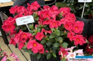 Mandevilla - jedna z odmian ze zwartej grupy Qdeville, hodowli firmy Graff Breeding_FlowerTrials 2024_fot. A-Cecot
