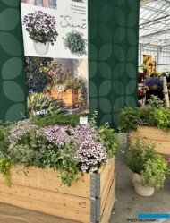 Zestaw roślin o pachnących liściach lub kwiatach_Elsner PAC__FlowerTrials 2024_fot. A-Cecot