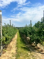 Uprawa porzeczki w szpalerze (fot. Osmia Future)