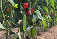 Początek zbiorów papryki (fot. D. ŁB)