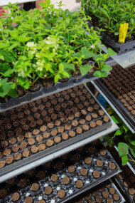 Wystawa Zieleń to Życie (fot. APZ)