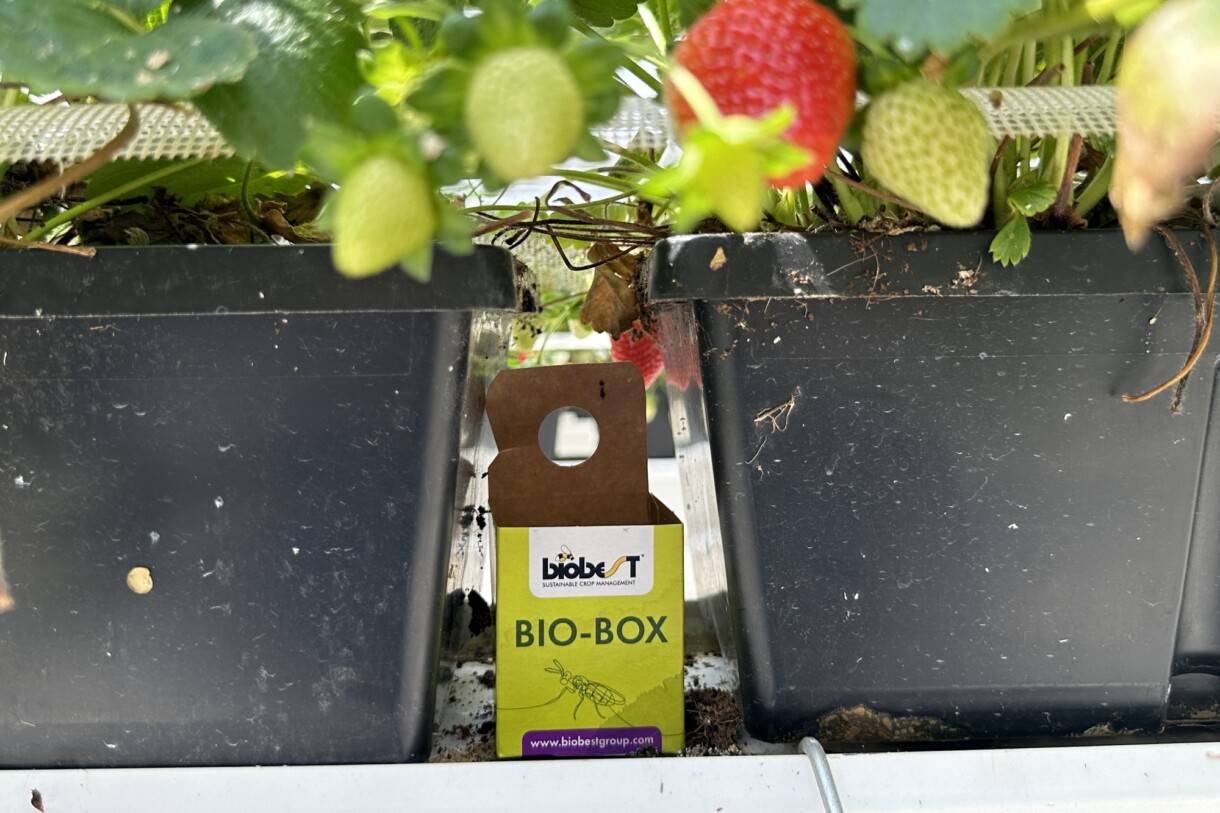 W produkcji truskawki pod osłonami stosowane są także systemy BioBox