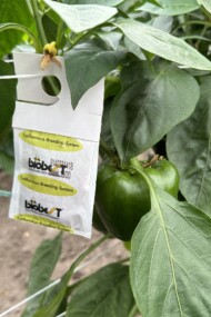 Biologiczna ochrona papryki (fot. D. ŁB)