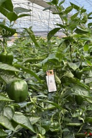 Saszetki z dobroczynkami(fot. D. ŁB)