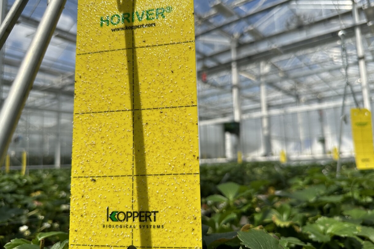 pułapki lepowe żółte, np. Horiver