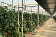 Uprawa papryki w regionie Almerii w tunelach (fot. D. ŁB)