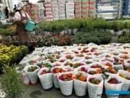 Rośliny chińskiej produkcji na rynku hurtowym w kompleksie SpringGarden w Chengdu (Pidu)_2024_fot. A. Cecot
