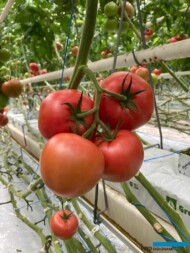 Pomidor malinowy DRTG4857 odporny na ToBRFV, w uprawie szklarniowej