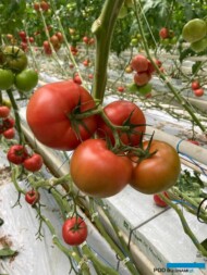 Pomidor malinowy DRTG4857 odporny na ToBRFV, w uprawie szklarniowej