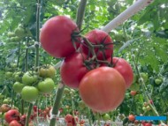 Pomidor malinowy DRTG4857 odporny na ToBRFV, w uprawie szklarniowej