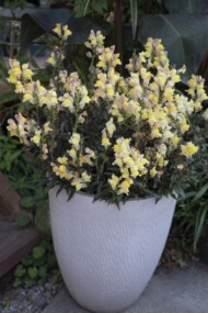 Antirrhinum majus Snap in Black Apricote_fot. Florensis