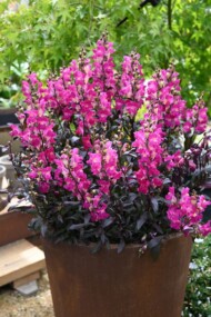 Antirrhinum majus Snap in Black Hot Pink_fot. Florensis