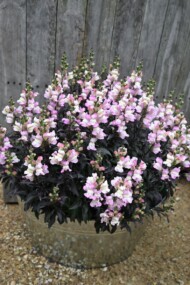 Antirrhinum majus Snap in Black Pink_fot. Florensis