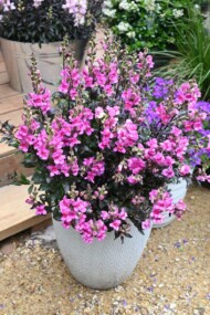 Antirrhinum majus Snap in Black Raspberry_fot. Florensis