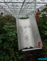 "Taca" do układania zabranych róż (fot. A. Wize)