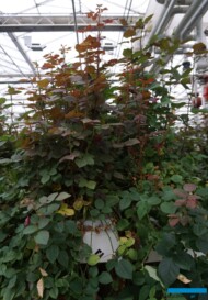 Uprawa róż prowadzona jest w matach wełny mineralnej ułożonych na rynnach uprawowych (fot. A. Wize)