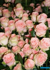 Bardzo oryginalnie prezentują się kwiaty odmiany Sophia Loren (fot. A. Wize)