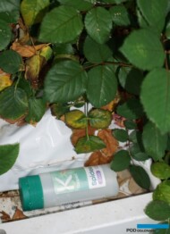 W uprawie róż na dużą skalę wykorzystywana jest ochrona biologiczna, przeciwko szkodnikom wprowadzane są entomofagi (fot. A. Wize)