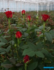 (fot. A. Wize), czerwona róża,