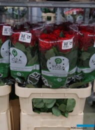 Róże odmiany Con Amore gotowe do wysyłki do klientów (fot. A. Wize)
