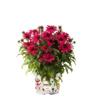 Echinacea-purpurea-Sombrero-Compact-Hot Pink_Florensis