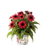 Echinacea-purpurea-Sombrero-Compact-Red_Florensis