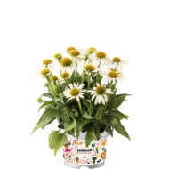 Echinacea-purpurea-Sombrero-Compact-White_Florensis