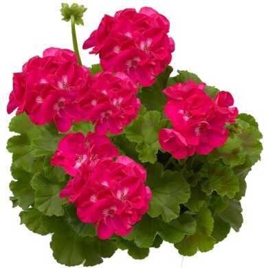 Pelargonium Calliope L Hot Rose_Syngenta Flowers