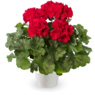 Pelargonia Mojo Dark Red (fot. Syngenta)