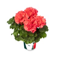 Pelargonia Mojo Salmon (fot. Syngenta)