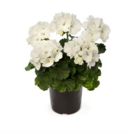 Pelargonia Mojo White (fot. Syngenta)
