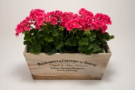 Pelargonia Pretty Little Pink (fot. Syngenta)