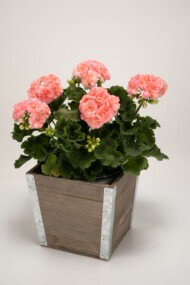 Pelargonia Rosebud Astrid (fot. Syngenta)