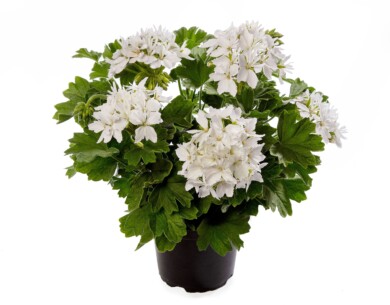 Pelargonium zonale Exotica Starry White_Syngenta Flowers