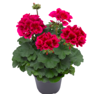 Pelargonia Moja Cranberry Splash (fot. Syngenta)