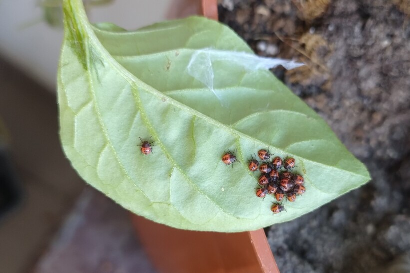 Formy larwalne Halyomorpha halys (fot. Mateusz Lipiński)
