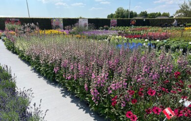 Digitalis purpurea_Hannabee__Florensis__fot.MariuszFederowicz