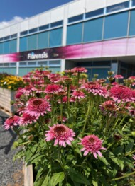 Echinacea_Sombrero Double Pink_fot. M-Federowicz_Florensis_