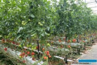 Pomidor malinowy Corsica z odpornością na ToBRFV (HREZ), uprawa w szklarni Rafała Łuszczyka w Całowaniu (fot. K. Floras)