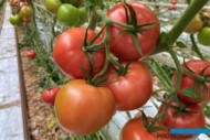 Pomidor malinowy Corsica z odpornością na ToBRFV (HREZ), uprawa w szklarni Rafała Łuszczyka w Całowaniu (fot. K. Floras)