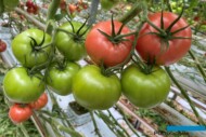 Pomidor malinowy Corsica z odpornością na ToBRFV (HREZ), uprawa w szklarni Rafała Łuszczyka w Całowaniu (fot. K. Floras)
